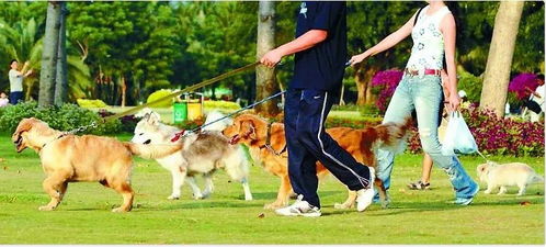 遵义一城区发布养犬新规 这些行为将被罚款