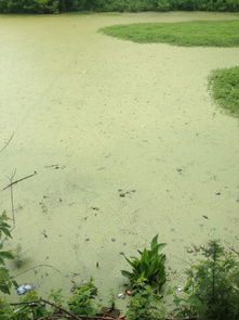 池塘的这些植物漂浮在水面,有什么简易的办法去除它