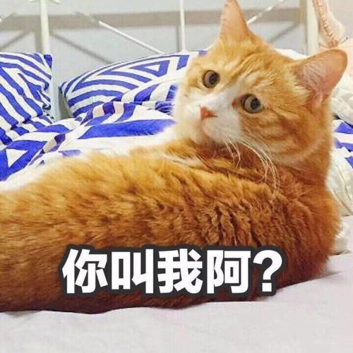 在给猫起名字这件事上,铲屎官们绝对是个鬼才