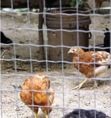 社区居民圈地养鸡近百只 臭了空气烦了邻居 