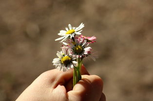 什么似的桂花，什么似的桂花像什么