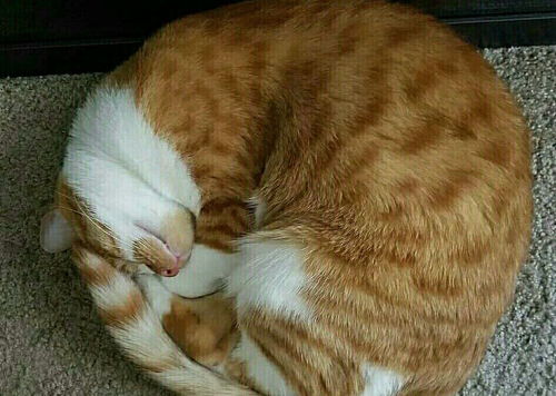 一只很亲近人的橘猫,吃胖了以后就变了,整天都睡觉