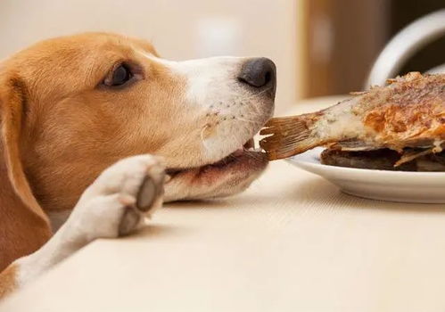 狗可以吃海鲜嘛