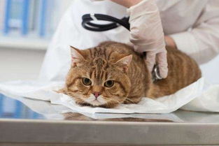 猫咪慢性肾衰竭无法痊愈 主人要牢记这三点可以提早预防
