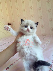 布偶猫西安哪里有卖的 布偶猫价格 布偶猫多少钱