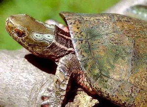 眼斑龟是几级保护动物？