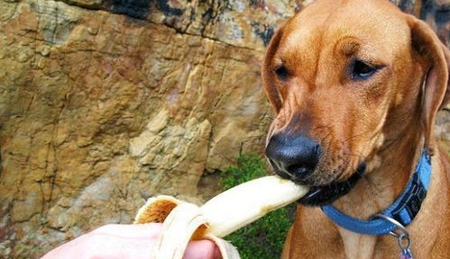 请狗狗吃香蕉,你需要担心的并不是中毒,而是狗狗吃得太多会变胖
