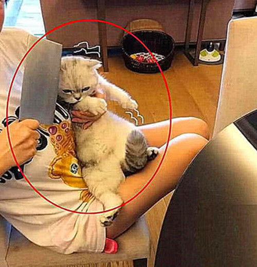 猫咪不愿意剪指甲,女子拿出菜刀来胁迫它 场面也过于真实了吧