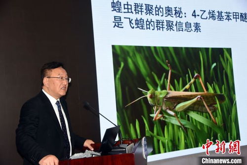 蝗虫如何聚群成灾 中国科学家最新研究揭秘