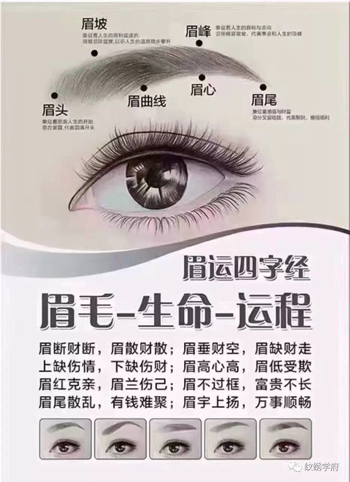 女人的眉型图解大全图片