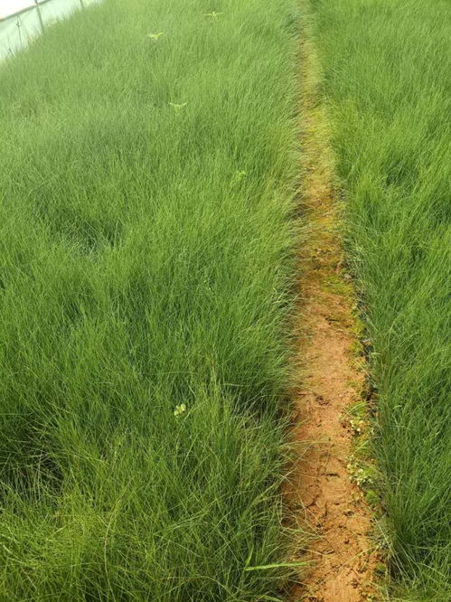 绿化工程苗粉黛乱子草 粉黛乱子草基地供应