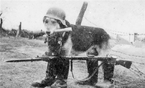 二战最 危险 的动物,抗日老兵 看见后宁先停火,也要将其击毙
