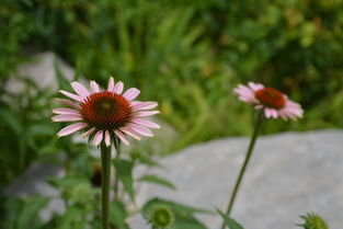 这是什么花 花名是什么 