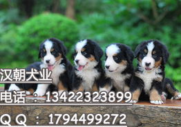 标题 广州哪里有卖宠物狗 广州哪里买伯恩山好 