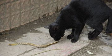 为什么猫不怕毒蛇