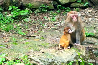 组图 动物是如何消暑的 猴妈妈在树上吃果冻,猴宝宝竟然在... 