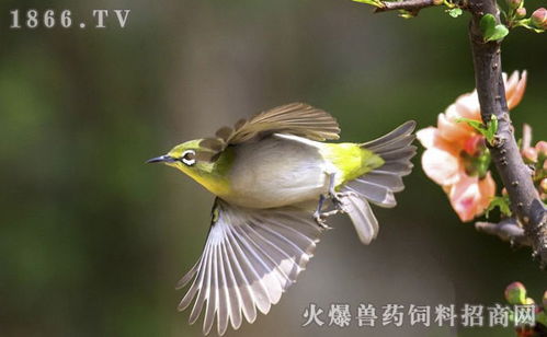 绣眼鸟什么时候换毛,绣眼鸟换毛注意事项