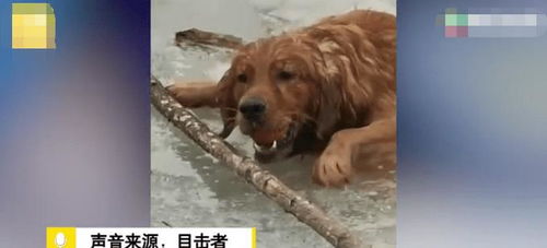 金毛不慎落水掉进冰窟窿,获救后看到狗狗嘴里让人又感动又心酸 