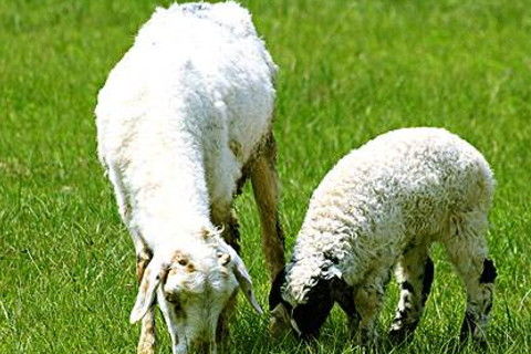 2003年属羊的人2020年运势及运程 17岁03年属羊人2020全年运势详解