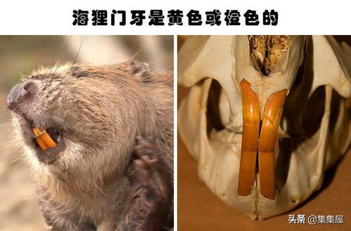 关于动物,即便生物老师都不一定知晓的15个冷知识