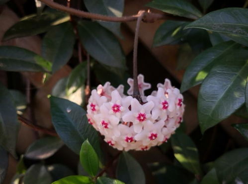 风车茉莉爬藤太慢 这样养护,打造茉莉花墙,获得满院清香