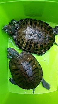 养了两只乌龟,昨天母龟下蛋了,可是被公龟踩碎了,在这下蛋的时候该 
