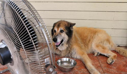 狗狗没有人类那么喜欢夏天,太热的天气会让它们中暑,主人该咋办