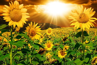 太阳花要不停地掐尖吗 太阳花的寿命有几年