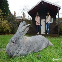 2019德国大流士巨兔 活体兔子兔苗大型肉兔养45斤比利时价格80元 只 2只起批 惠农网 