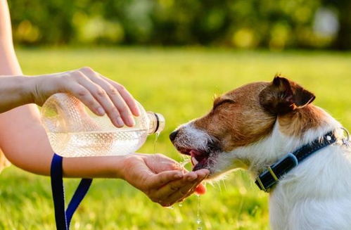 狗狗不喜欢喝水，在狗粮里加水可以吗会有害吗(狗狗不喝水光吃狗粮能活几天)