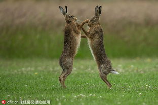 野兔打斗激烈似拳击 奇怪的求偶仪式 