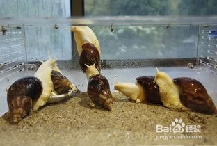 宠物蜗牛怎么饲养