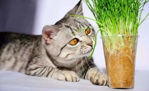 如何科学地把猫主子养成食草动物