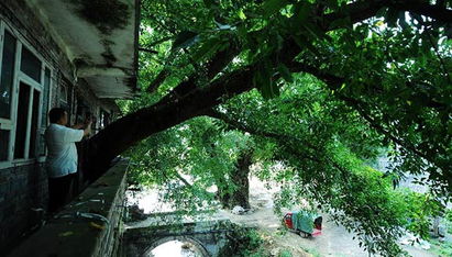 重庆市树是什么,为什么重庆街上很多黄葛树？