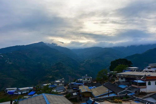 臨滄名茶——冰島