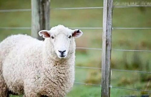 青年母羊不发情,可以小剂量肌注性腺激素 繁殖 