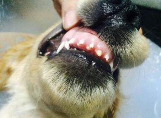 狗狗双排牙只是长多了一排牙 严重可危害心脏 双排牙是如何炼成