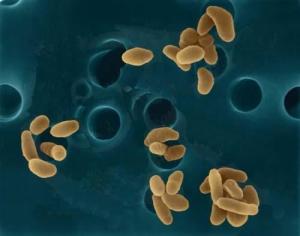 球杆菌比例正常值，球杆菌的简介