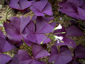 三角紫叶酢浆草有毒吗 紫叶酢浆草的风水寓意