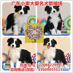图 广州哪里买边境牧羊犬最有保障广州哪家犬舍口碑最好 广州宠物狗 