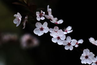 路边到处都是这种花,就是不知道是什么花