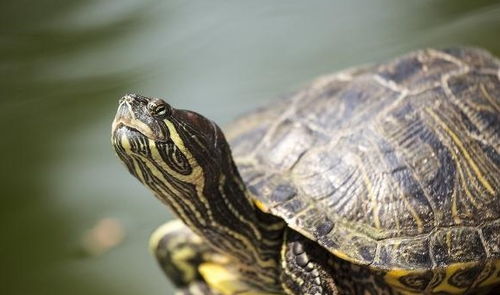 怎样识别巴西龟？