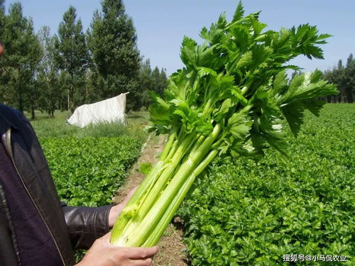 一棵芹菜5斤重今年不愁卖,大哥说种菜和养女朋友一样,捧在手里