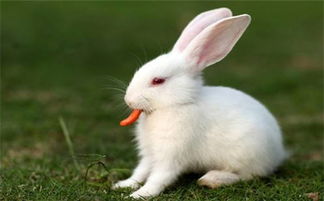属兔的和什么属相最配 属兔人的婚姻与命运 属兔的今年多大 属兔的属相婚配表 星座网 