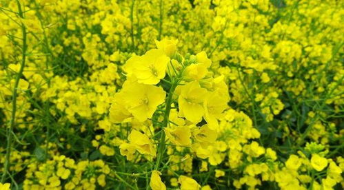 油菜花过季无法欣赏,那就采摘点油菜籽,体验榨油也不错