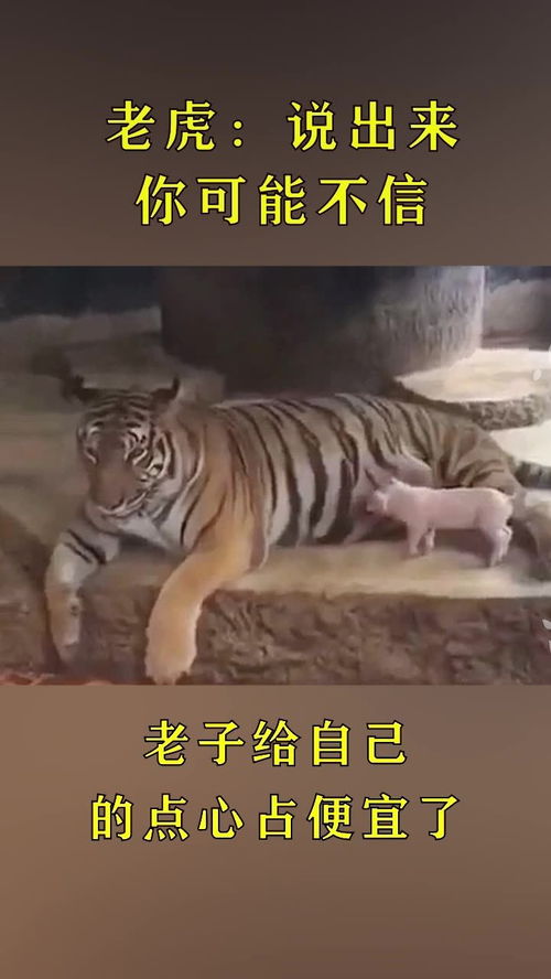 原来 扮猪吃老虎 是真实存在的,这只小猪太牛了 