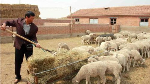 放弃养羊的三大原因,养殖户需要解决这些难题,才可以坚持 