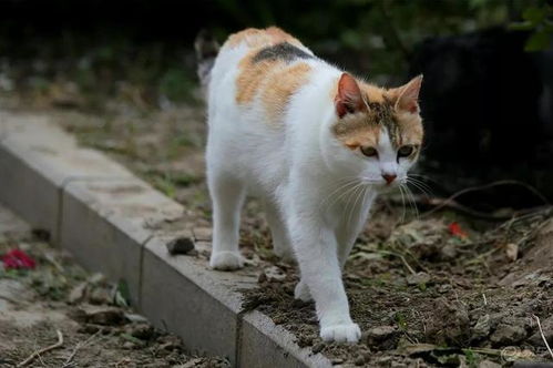 如果你养了三花猫,那它就是独一无二的 中华田园猫 三色猫