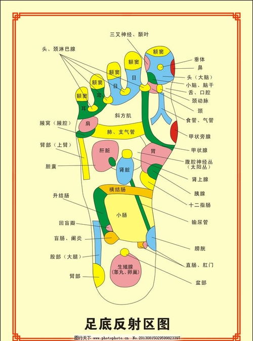 足疗反射区图解高清 图片搜索