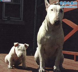 世界最凶猛的猎犬排行,猛犬霸主 中国藏獒 5 